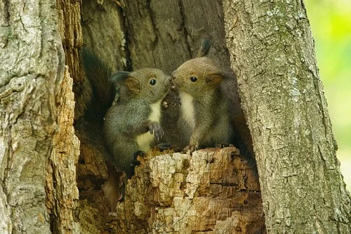 des bébés écureuils en train de discuter