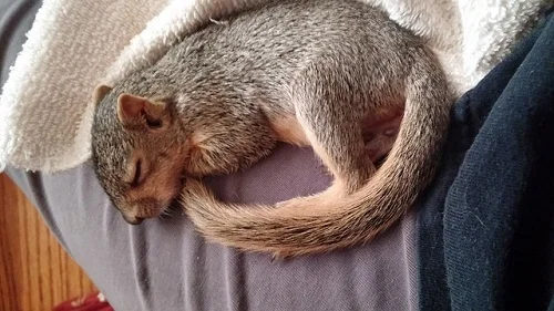écureuil endormi
