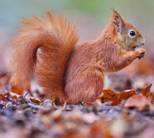 Les différentes espèces d'écureuils : ici l'écureuil roux