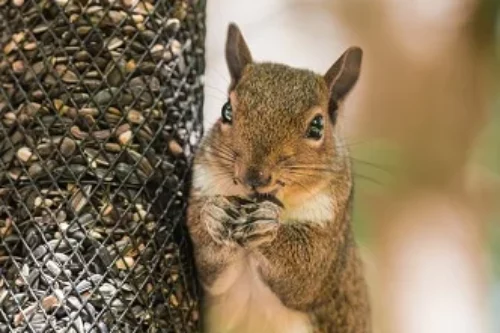Comment éloigner les écureuils des mangeoires pour oiseaux ?