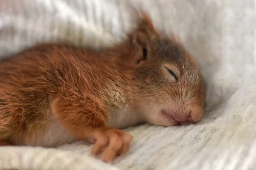 où dorment les écureuils