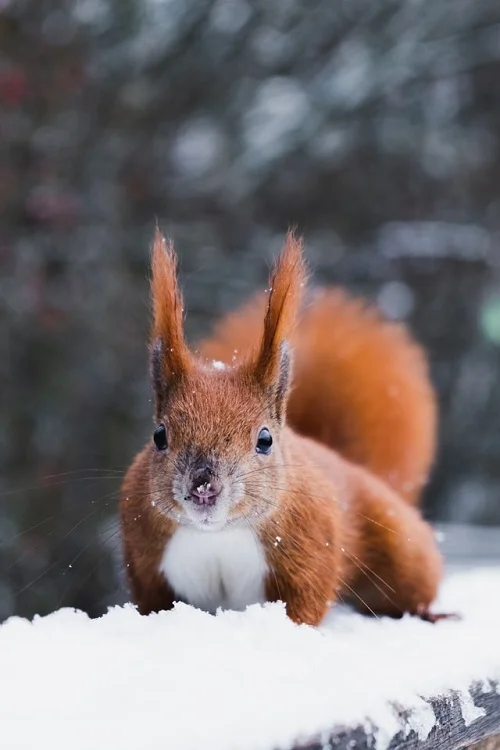 De toutes les espèces d'écureuils : l'écureuil roux est la plus répandue en Europe