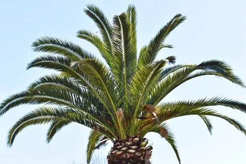 comment enlever une souche de palmier