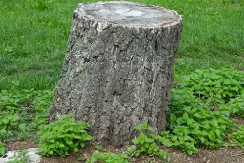 Comment enlever une souche d’arbre avec du charbon de bois ?