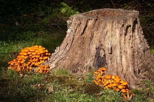 Quel prix pour enlever une souche d’arbre ?