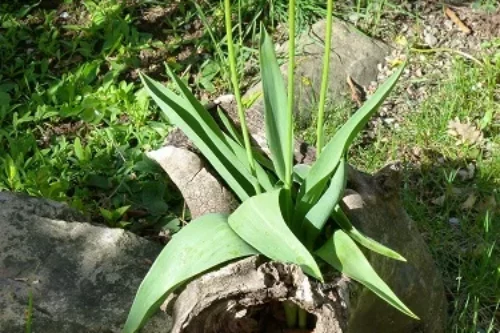 Transformer une souche d’arbre en jardinière ?