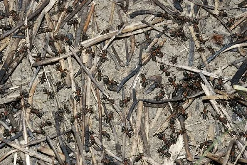 comment se débarrasser des fourmilières dans le gazon