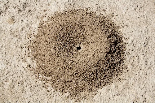 la terre de diatomée tue-t-elle les fourmis