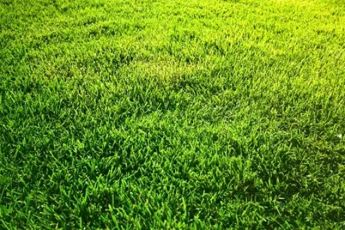 Comment semer du gazon faux kikuyu ? 7 étapes cruciales