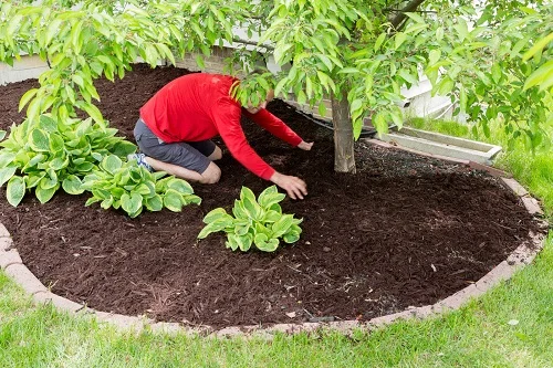 protégez votre jardin avec le paillage