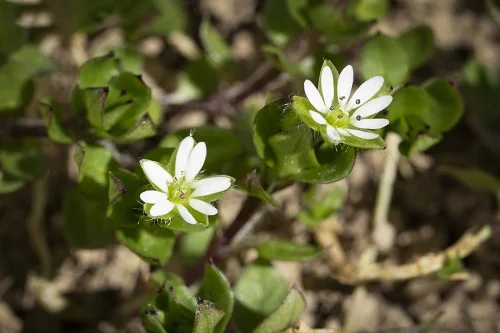 Comment tuer la stellaire intermédiaire naturellement