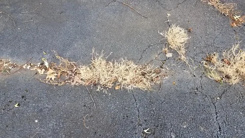 Des mauvaises herbes mortes entre l'asphalte