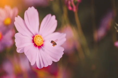 Les abeilles sont des pollinisateurs essentiels