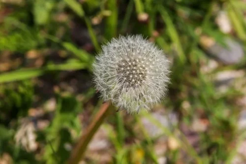 Comment tuer les graines de mauvaises herbes dans le jardin