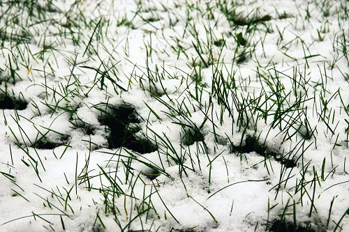 est-ce que la neige tue le semis de gazon