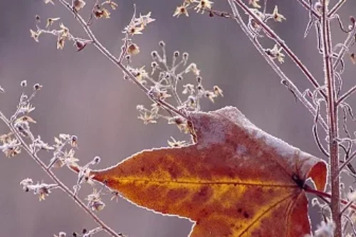 Est-ce que les mauvaises herbes poussent en hiver ?