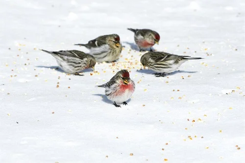 pouvez-vous planter des graines de gazon sur la neige - attention aux oiseaux