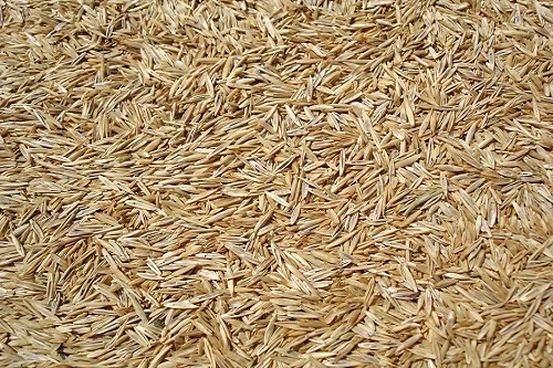 quelles températures tuent les semis de gazon