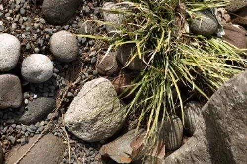 Arrêter les mauvaises herbes dans les cailloux : 9 conseils
