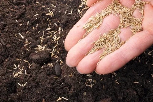 Comment semer du gazon en hiver ? 5 conseils utiles