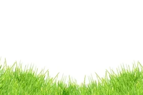 Pourquoi le gazon ne pousse pas uniformément ? Que faire ?