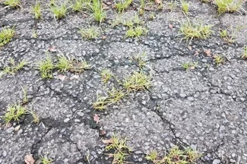 Pourquoi l’herbe pousse-t-elle à travers le nouvel asphalte ?