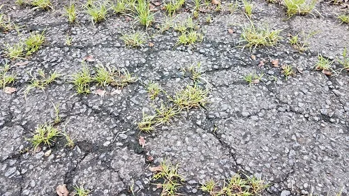 Pourquoi l'herbe pousse-t-elle à travers le nouvel asphalte