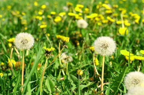 les mauvaises herbes dicotylédones ici des pissenlits