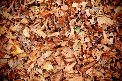 comment broyer les feuilles pour faire du compost