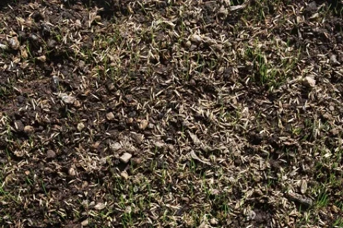 Les graines de gazon germent-elles sur le sol ? Explications