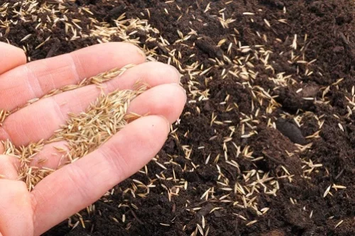 Semer du gazon sans recouvrir les graines : 8 conseils