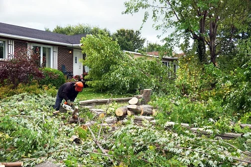 Comment abattre un grand arbre proche d'une maison