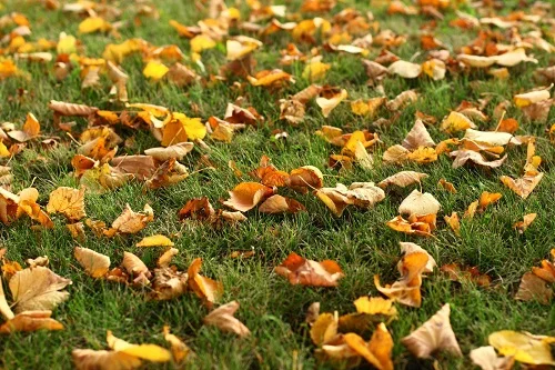 combien de temps les feuilles mortes peuvent-elles rester sur le gazon