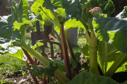 Rhubarbe : exposition plein soleil ou à l’ombre ?