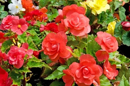 Begonia : exposition plein soleil ou à l’ombre ?