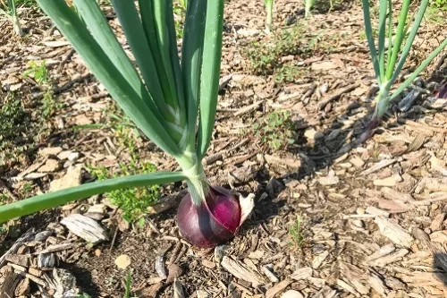 Oignon : exposition plein soleil ou à l’ombre ?