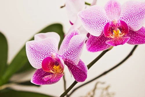 l'orchidée a-t-elle besoin d'une exposition en plein soleil ou à l'ombre