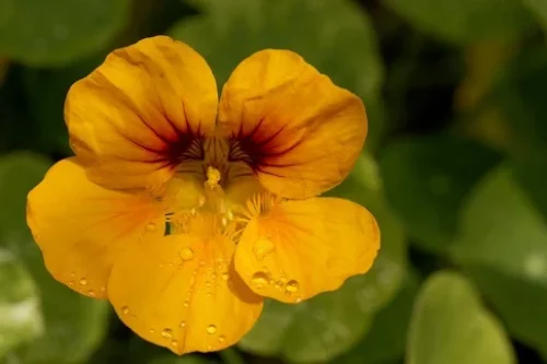 Arrosage du pétunia en pot et en terre : tout savoir !