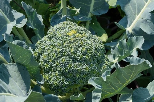 Brocoli : exposition plein soleil ou à l’ombre ?