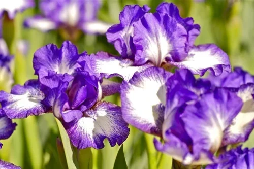 Iris : exposition plein soleil ou à l’ombre ?