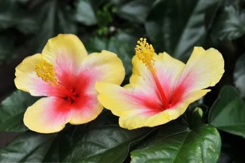 Hibiscus : exposition plein soleil ou à l’ombre ?