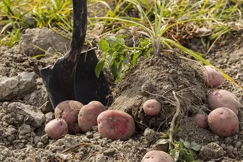 Pomme de terre : exposition en plein soleil ou à l’ombre ?