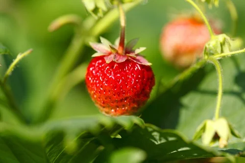 à quelle profondeur planter un fraisier ?