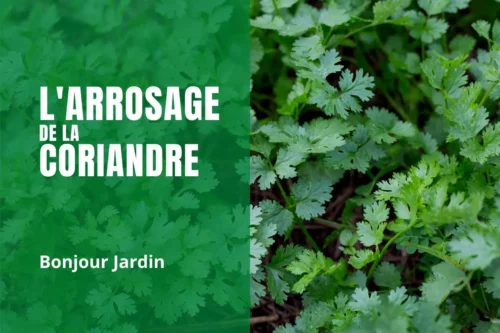 Réussir l’arrosage de la coriandre