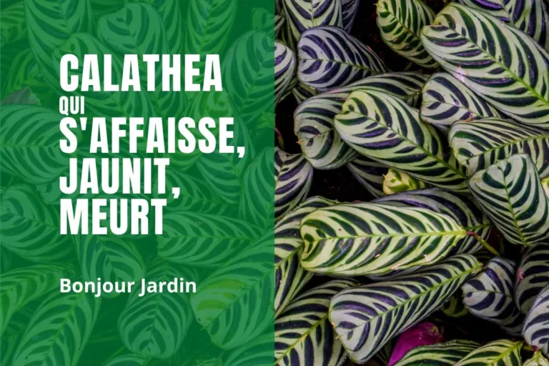 Sauver un calathea qui s’affaisse, jaunit et meurt