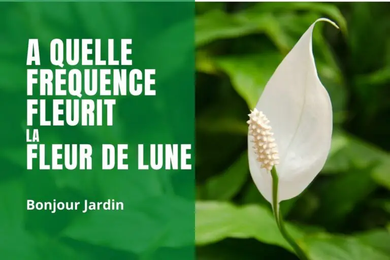 à quelle fréquence fleurit la fleur de lune