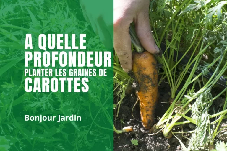à quelle profondeur planter les carottes