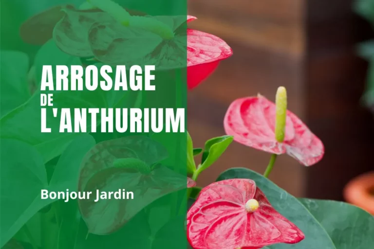 L'arrosage de l’anthurium