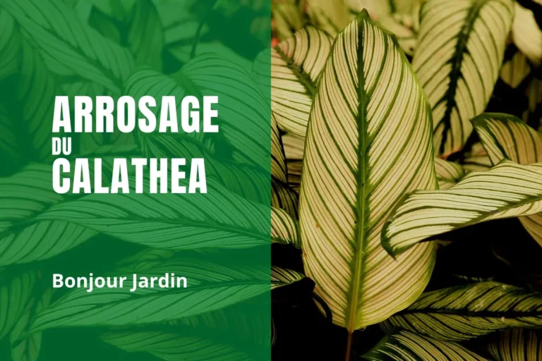 L'arrosage du calathea