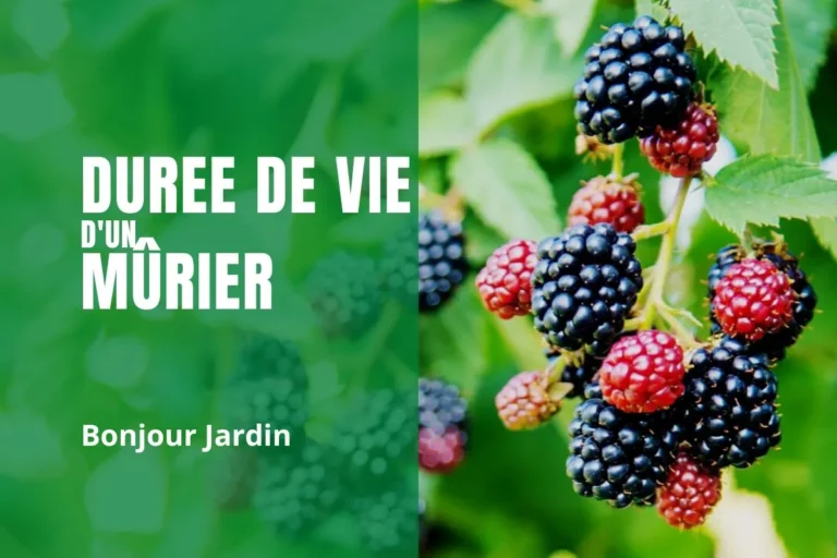 Quelle est la durée de vie d'un mûrier ?